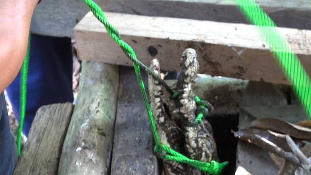 (FR/EN/ID) Croc rescued in Kalimantan, by Kalaweit
