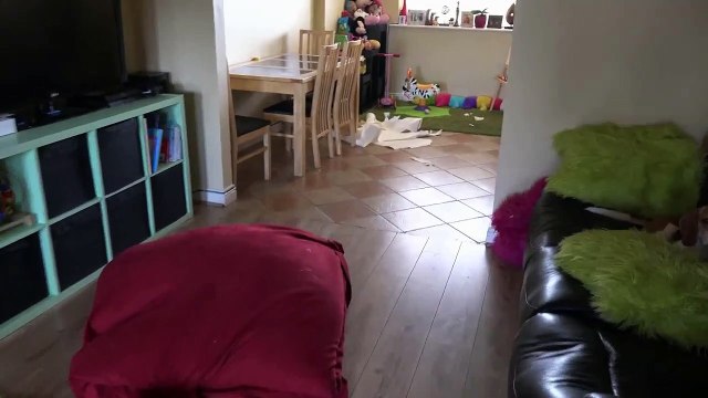 Собаки устроили погром