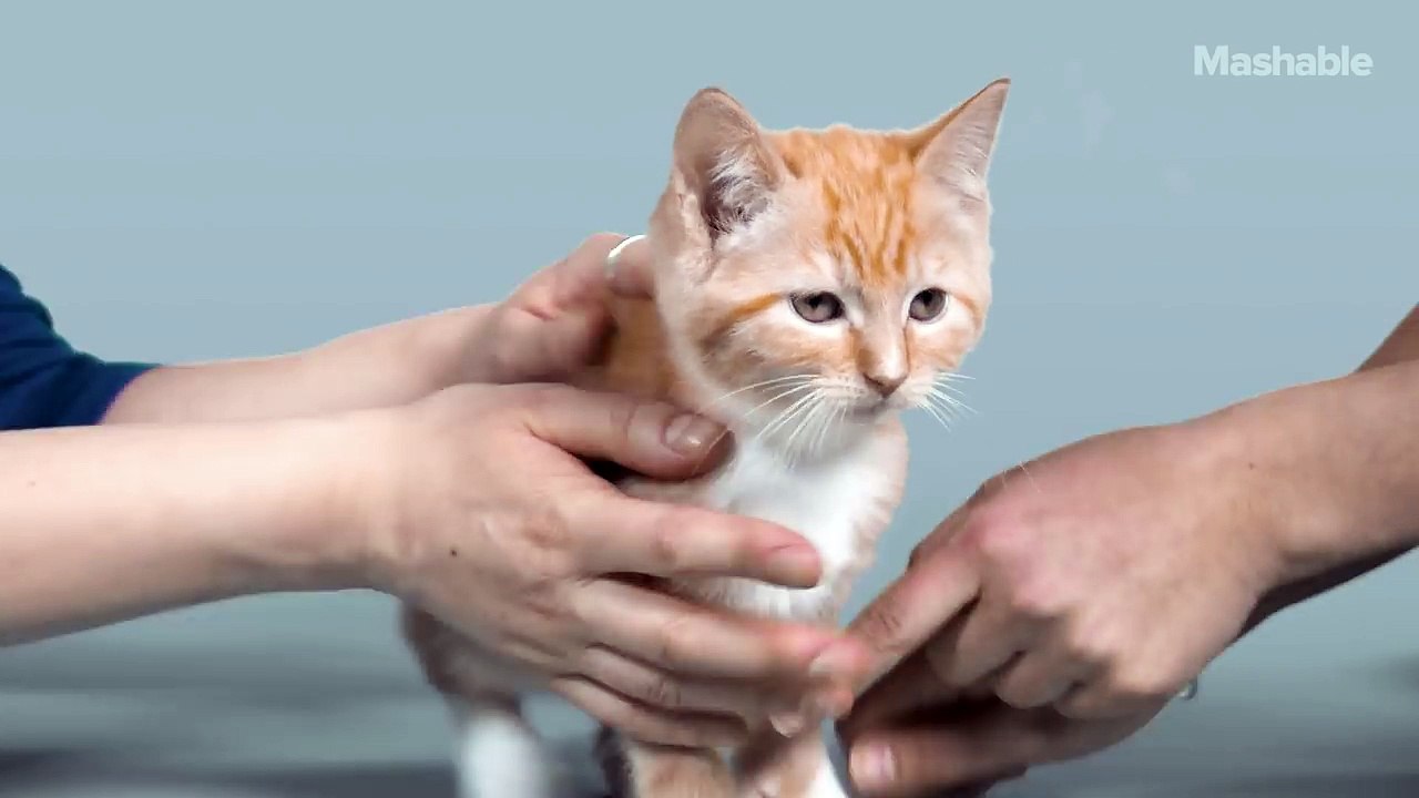 100 Years of Kitten Beauty in 60 Seconds