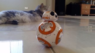 BB-8 annoying my cat Zul