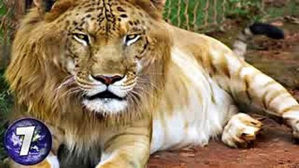 10 Most Amazing Hybrid Animals You Wont Believe