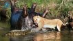 Most Amazing Wild Animal Attacks #6 - Craziest Animal Fights Caught On Camera Lion, Elephant