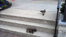 Mama Duck Proves She Is A Better Mom Than Some Humans. Watch What She Does…