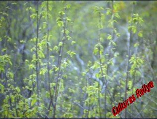 Rallye de Lozère 2015 - Sortie Julien Saunier