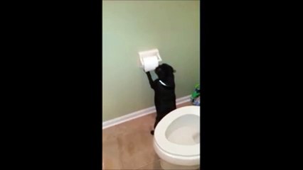 Ce chien a décidé d'aller s'essuyer sous le lit!