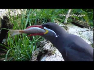 Little Bird Attempting to Swallow Big Fish