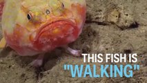 Scientists captured a video of a deep-sea fish with 'feet.'