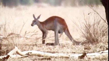 How To Cook an Egg in Australia