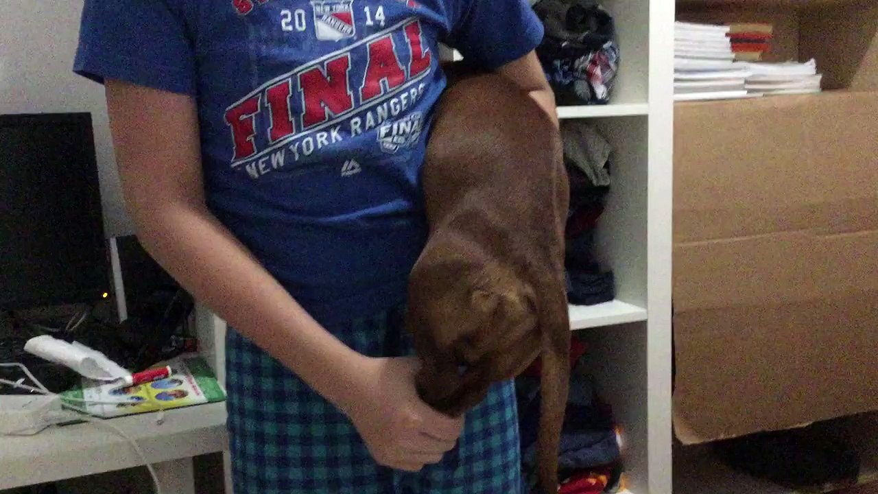 Sausage Dog Poop Cannon :O