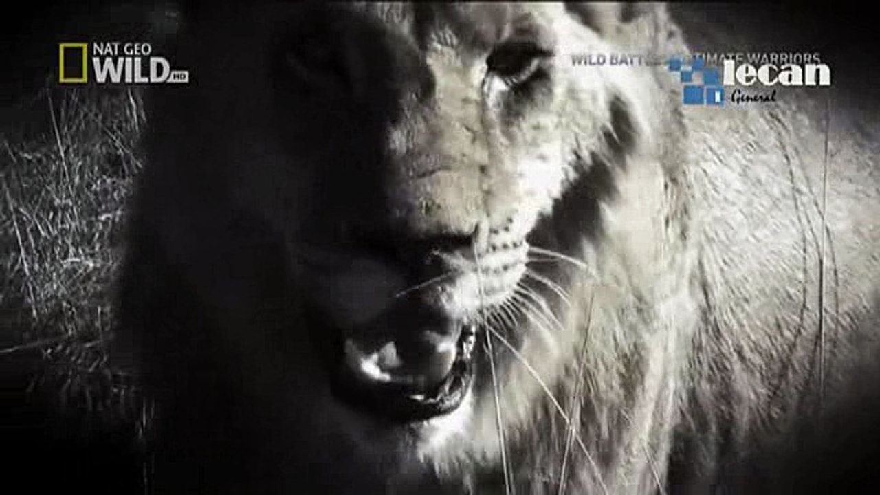 Arche de Noé Bible histoire pour (2)