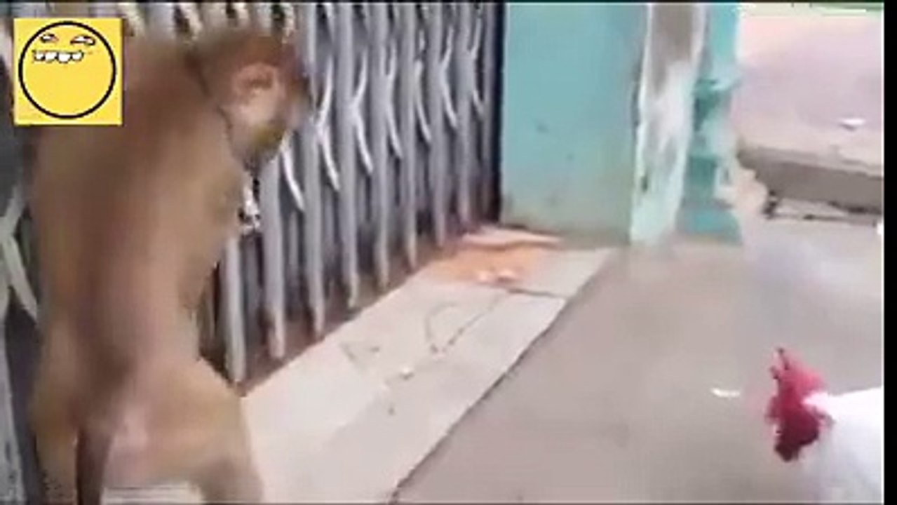 A funny video of monkey