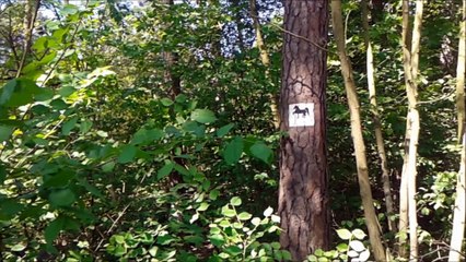 The Soundrops - Aloop