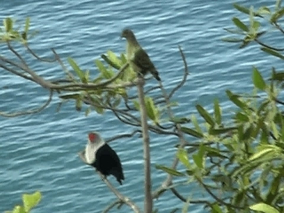Pigeon bleu des Seychelles