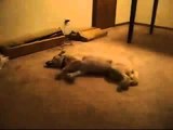 Ha Ha  Dog Trying To Walk In Sleep-Funny Whatsapp Video | WhatsApp Video Funny | Funny Fails | Viral Video