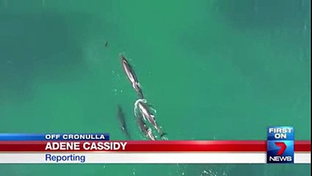 Killer whales captured hunting a shark in a feeding frenzy