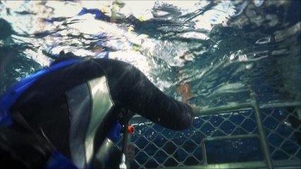 101 East - Shark Alarm promo