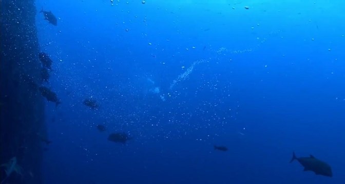 Pufferfish Twirling in Bubble Lassos