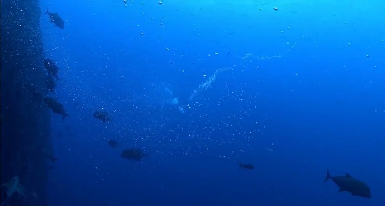 Pufferfish Twirling in Bubble Lassos