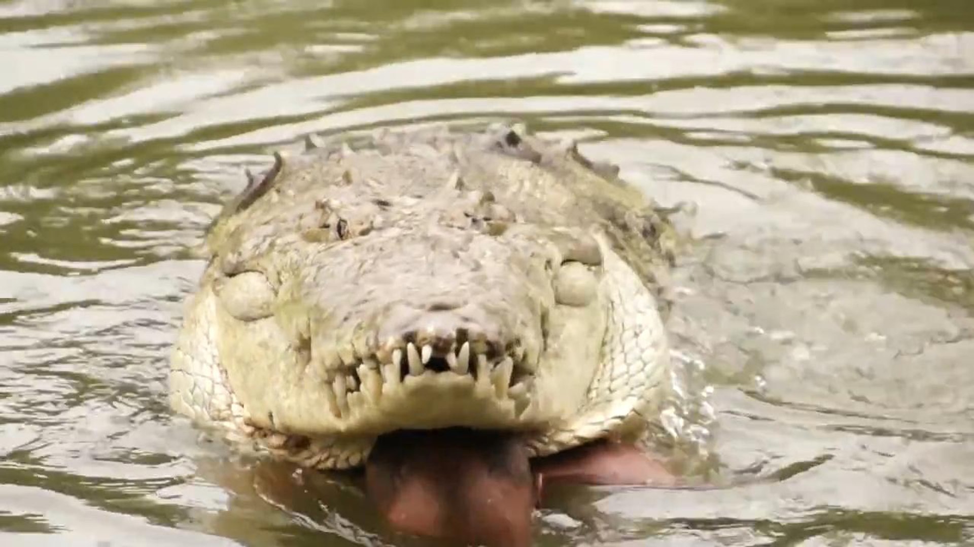 Costa Rica Chito The Crocodile Man and the famous Crocodile Poncho – Видео  Dailymotion