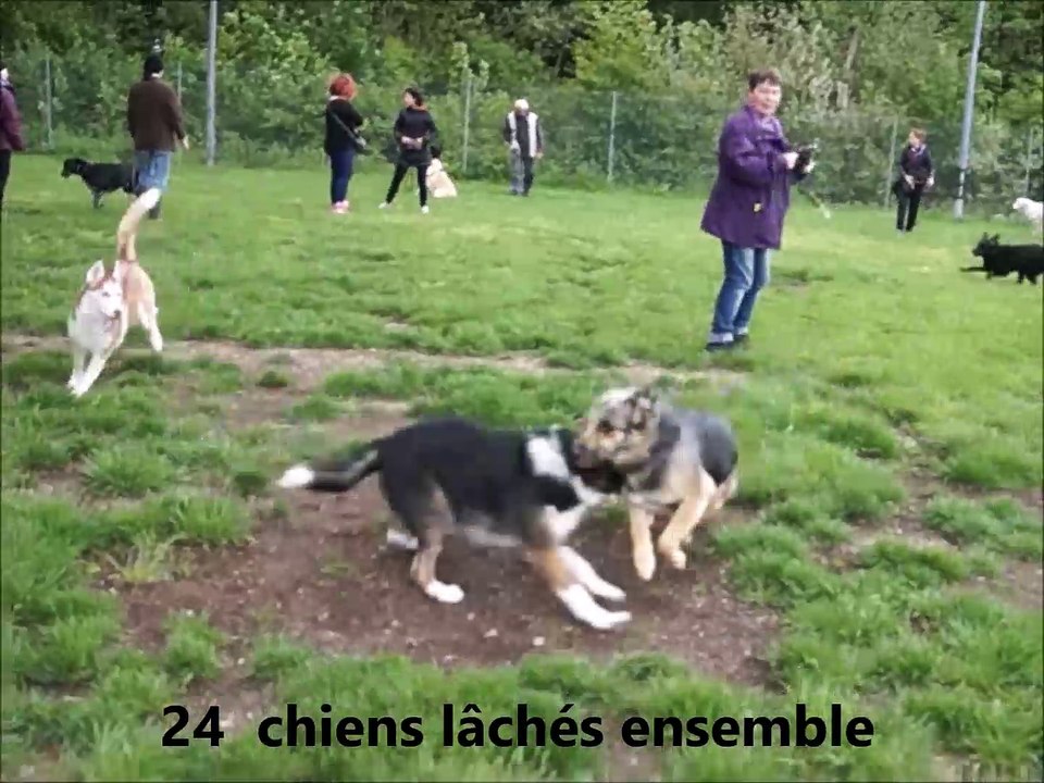 24 chiens lâchés à l'ECG