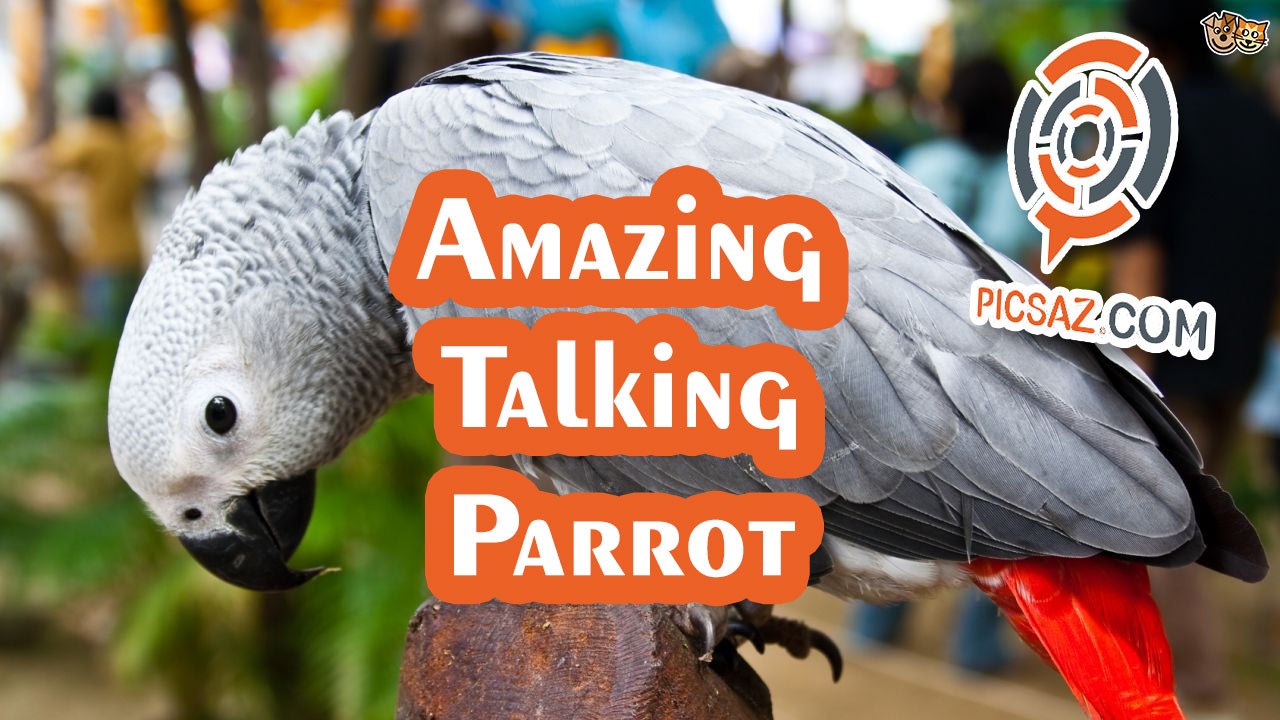 Amazing Super Funny talking parrot