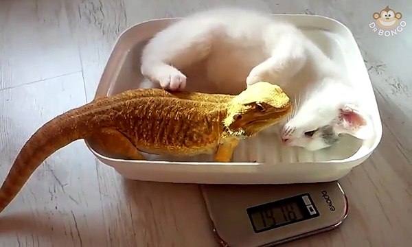 This cat seems to love this lizard