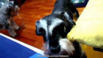 funny dog - funny dog videos that make you laugh so hard you cry - Funny dog compilation #1