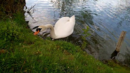 Un cygne au fil de de l'eau