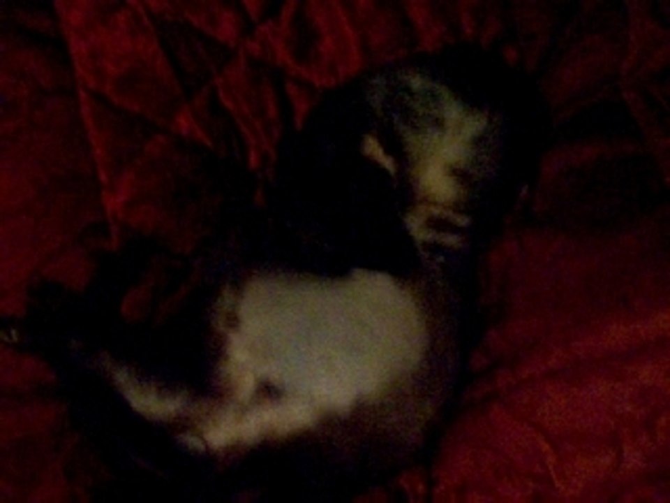 Furax et son coussin