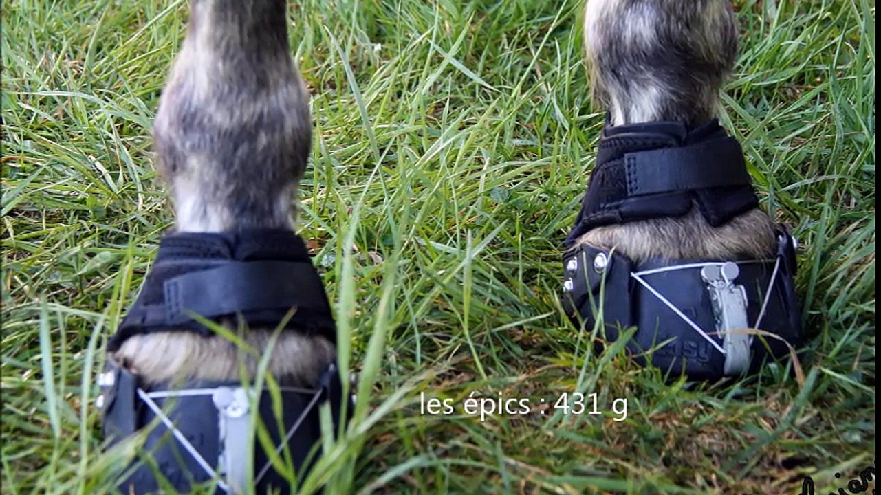 protocole collage GO