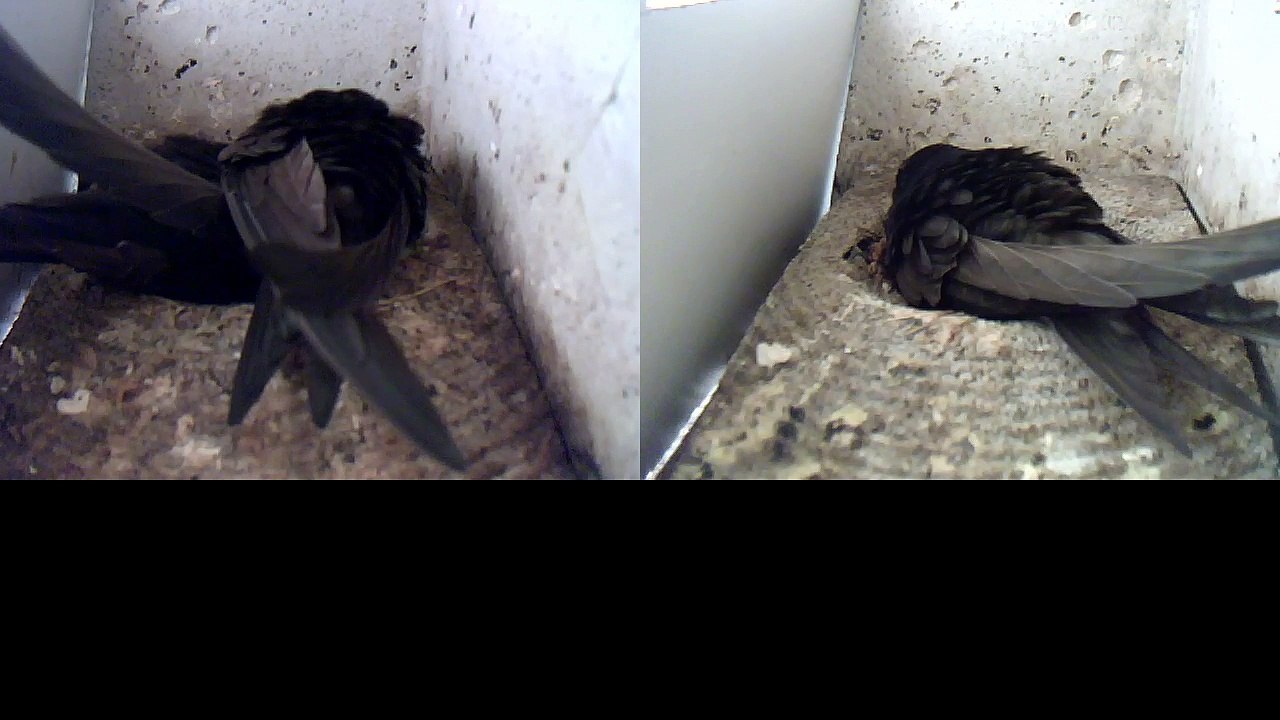 Mauersegler Nestcam 2016.02 - 15. Mai - Nestpflege, noch kein Ei