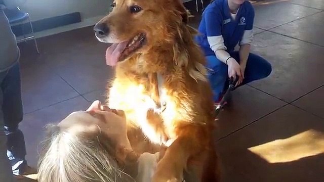 Il Cane Viene Portato In Una Sala: Poco Dopo Nota Un Volto Che Non Vedeva Da 20 Lunghi Mesi...