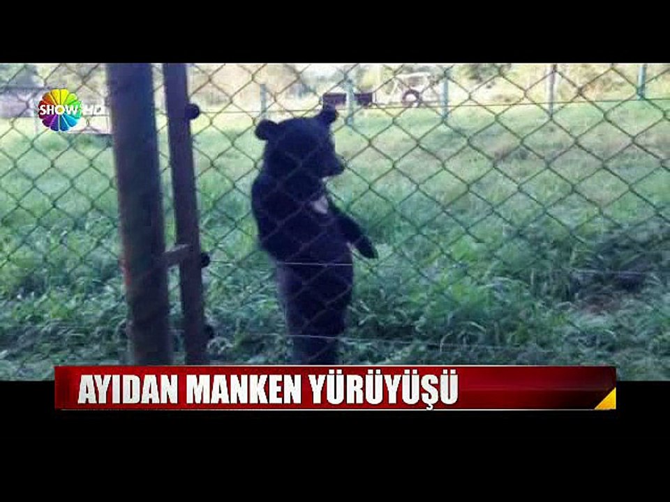 Manken gibi yürüyen ayı