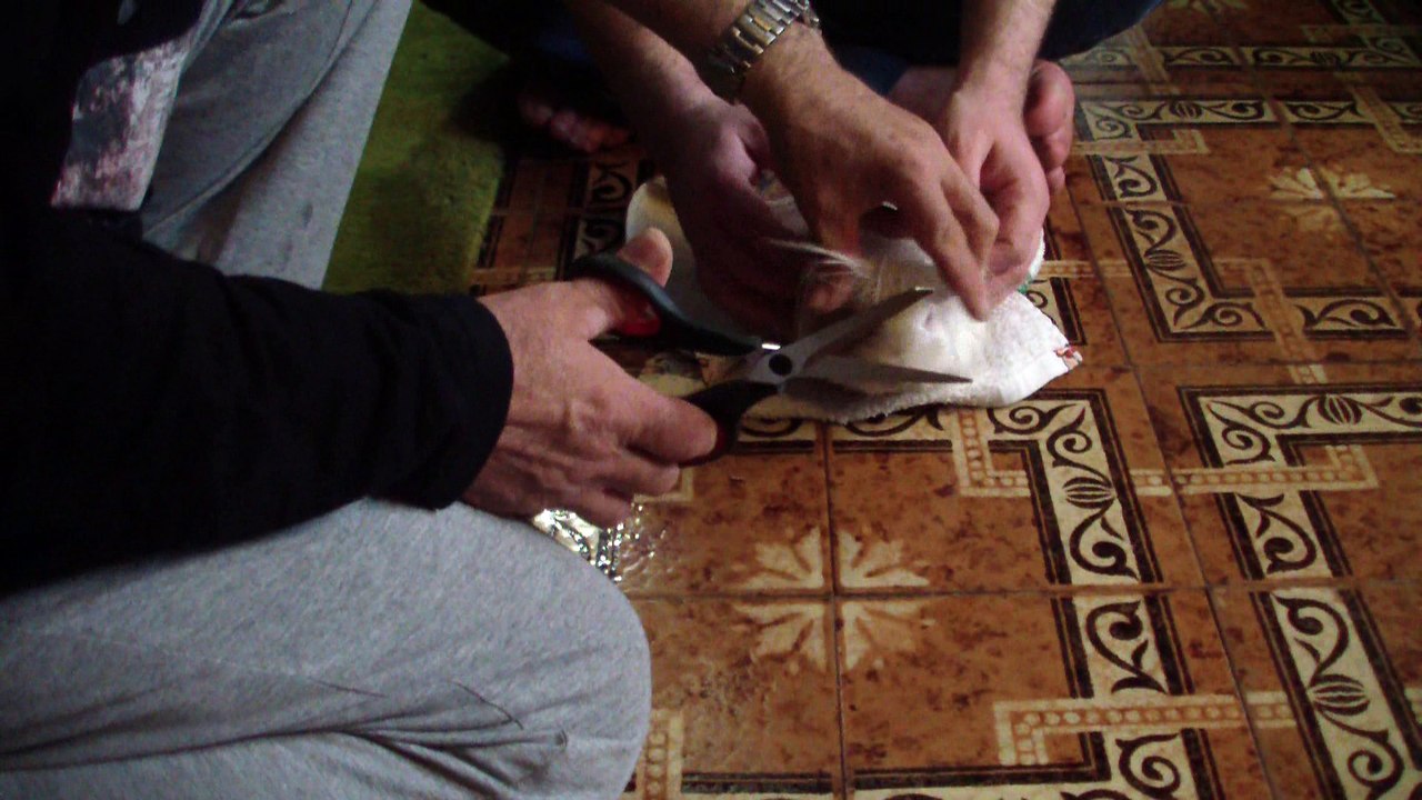 Aseando al Bichorratita