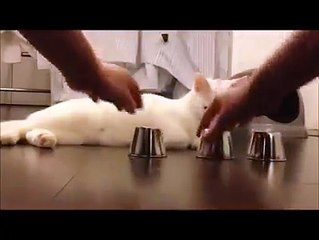 The wisest cat I've ever seen.