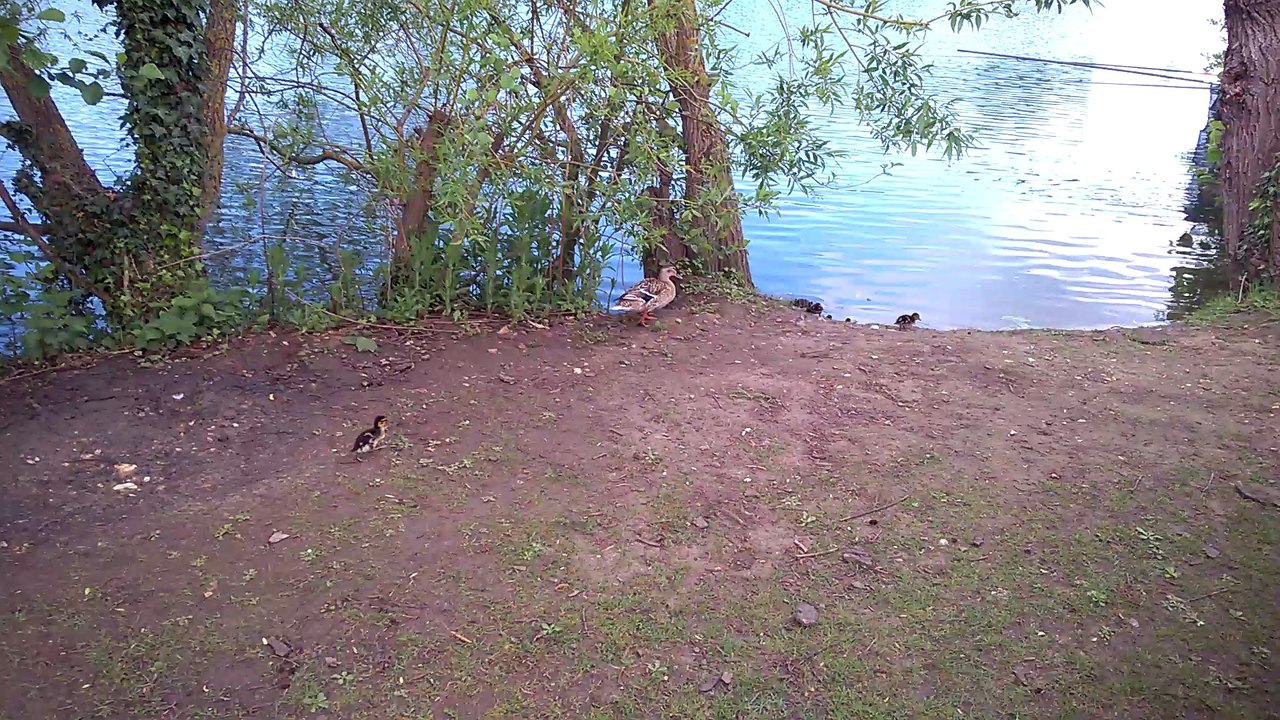la marche des canards.
