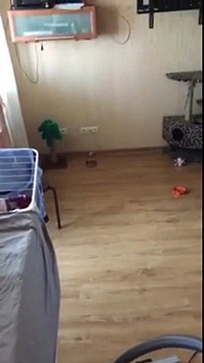 Cat Home Alone