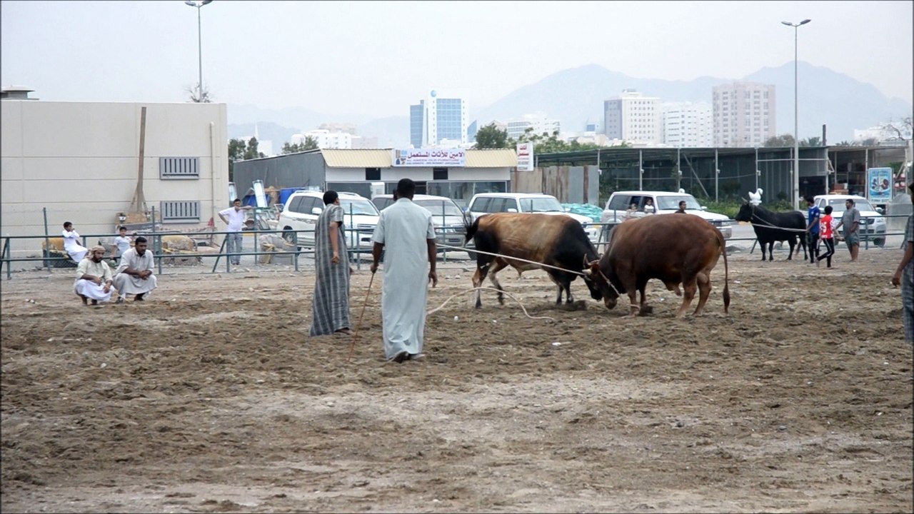 bull fighting