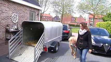 Pony Dundee gaat voor het eerst mee naar uitwedstrijd van WEO - RTV Noord