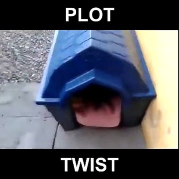 Quand un chien et un chat élèvent leurs petits dans la même niche