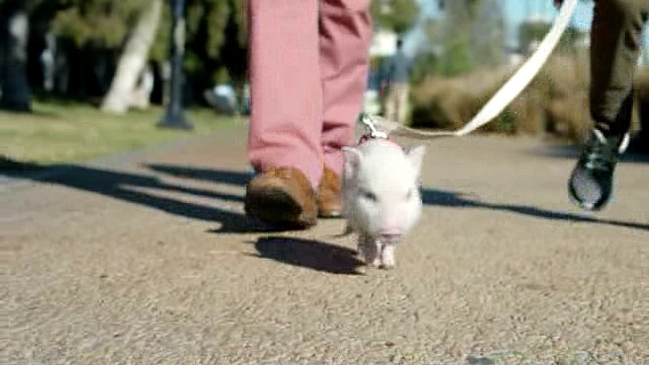 smooth pig