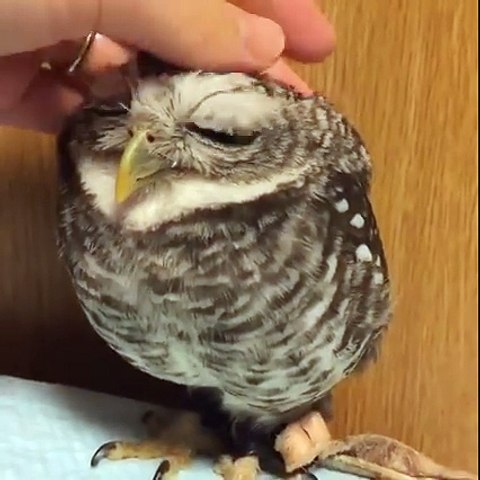Quoi De Plus Adorable Qu Une Chouette Qui Aime Les Calins Video Dailymotion