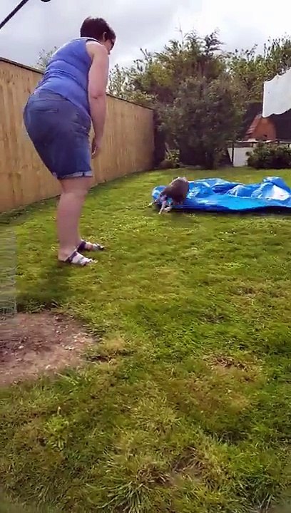 Funny Crazy Dog