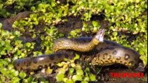 ANACONDAS GIGANTES REALES- Anacondas mas grandes del mundo – Animales salvajes