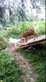 The goats: Kid goat playing around