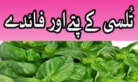 Basil benefits - Tulsi ke patte aur uske fawaid - basil benefits for skin in urdu hindi