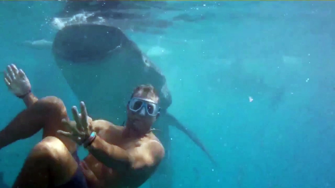 Swimming with whale sharks