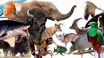 Animal Alphabet Song! ABC Alphabet Songs for Kids, Animal Alphabet Songs, Animal Alphabet ABC Song