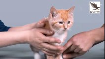 100 Years of Kitten Beauty in 60 Seconds Just for  Cat Lovers