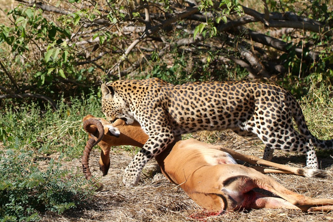 Leopard kills Antelope
